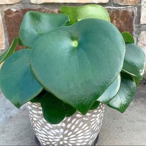 Meet your Posher, Angeline